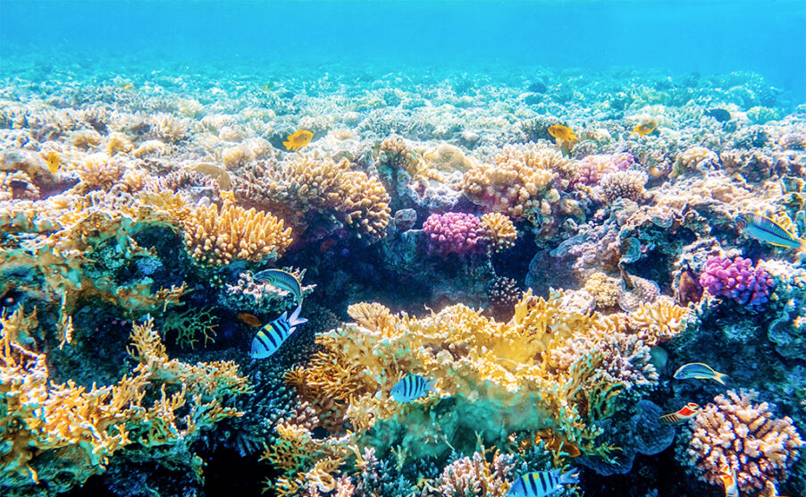 The Commonwealth to use Coral mapping technology | Caribbean News Now!