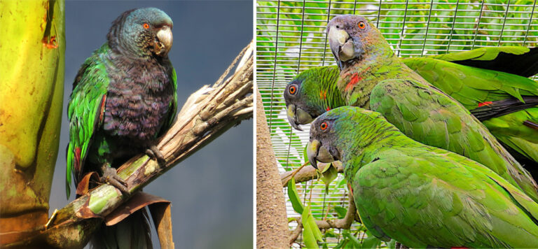 BirdsCaribbean to support the protection of the Sisserou and Jaco ...