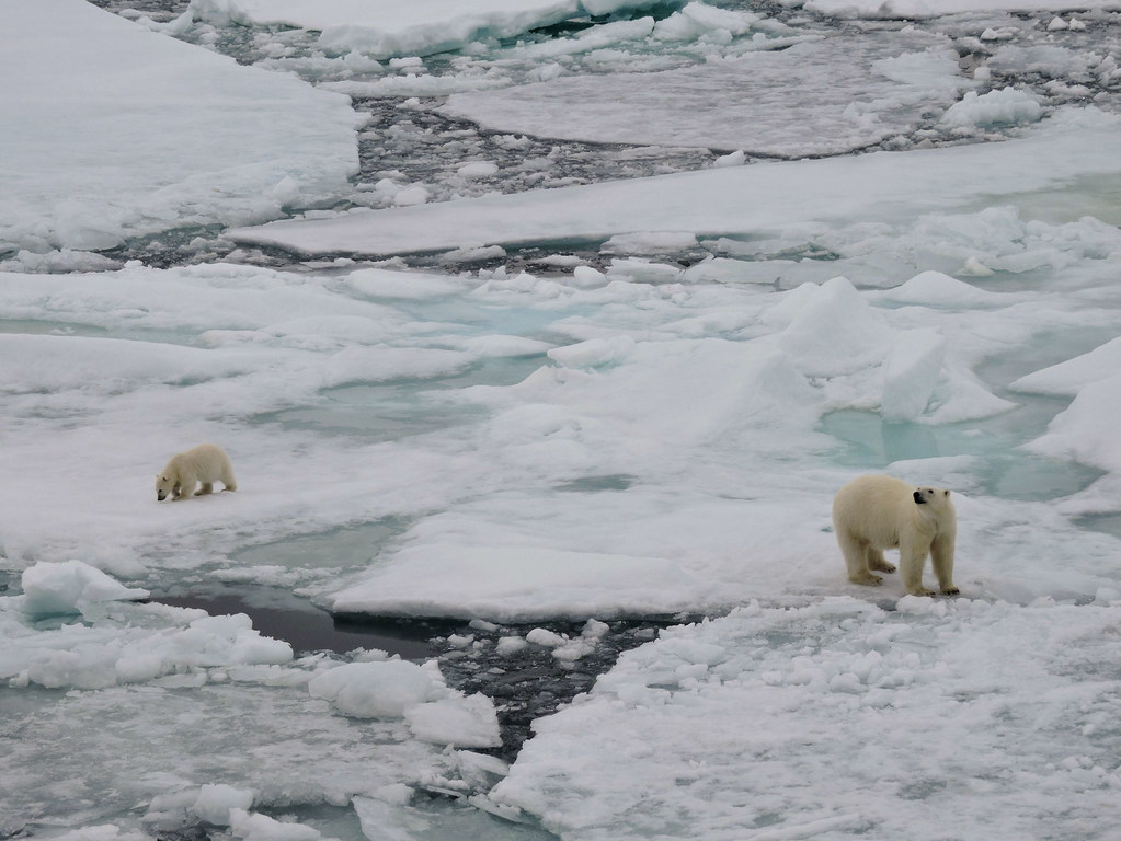 ice, Greenland, polar bears