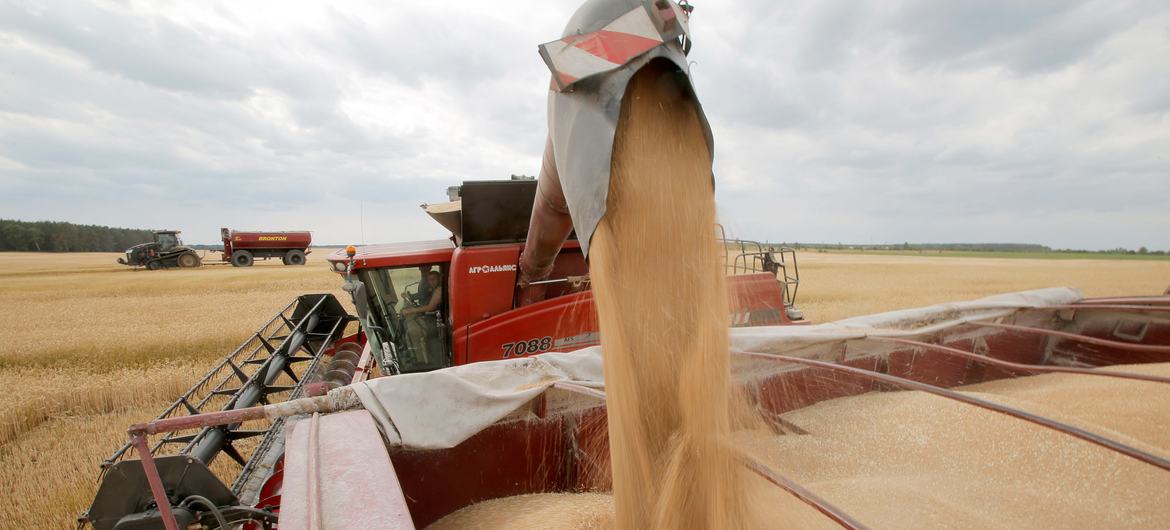 FAO, wheat, Ukraine