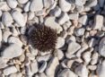 sea urchin, beach