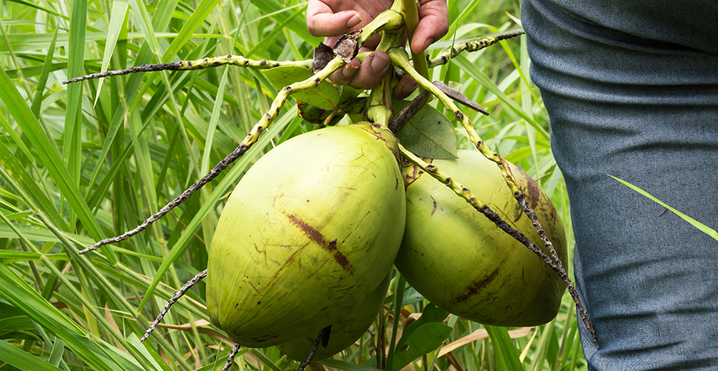 coconut, Caribbean
