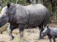 rhinos