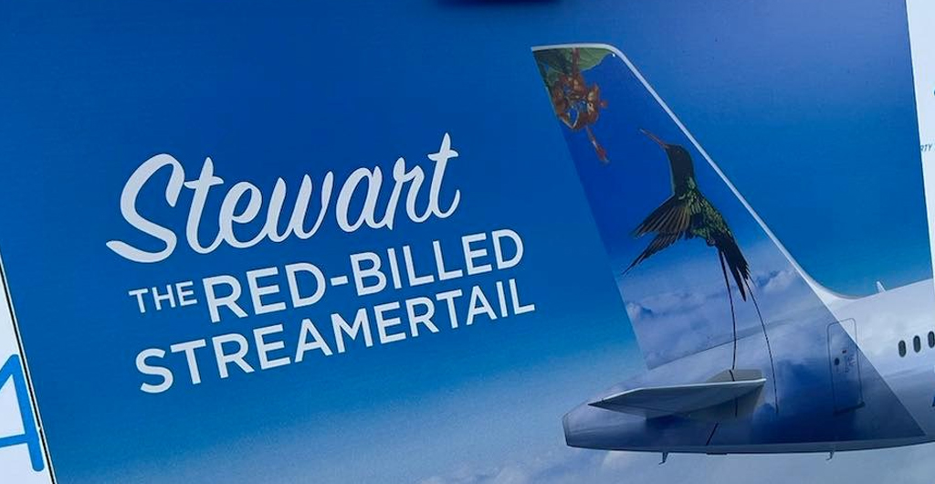 Stewart the Red-Billed Streamer Tail