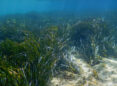 seagrass, sea, marine