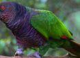 sisserou parrot