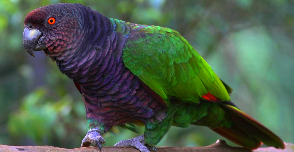 sisserou parrot